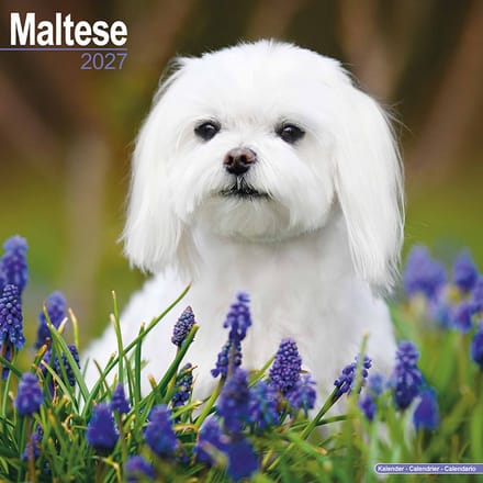 Maltezer Kalender 2027
