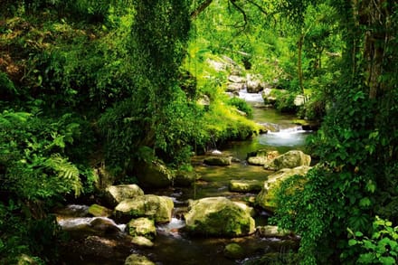 Fotobehang - Stream 375x250cm - Vliesbehang
