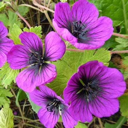 6x Ooievaarsbek - Geranium ‘Sandrine’® - Pot 9x9cm
