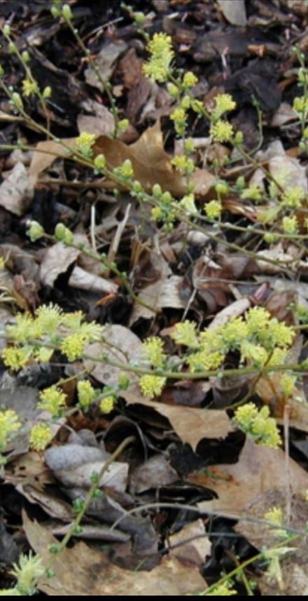 Salix repens - Kruipende Wilg 50- 60 cm in pot