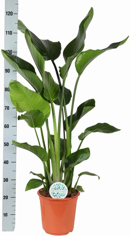 Strelitzia Nicolai Ø24cm 120cm in Albury NATURAL mand