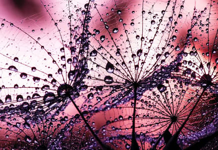 Fotobehang Dandelion | XL - 208cm x 146cm | 130g/m2 Vlies