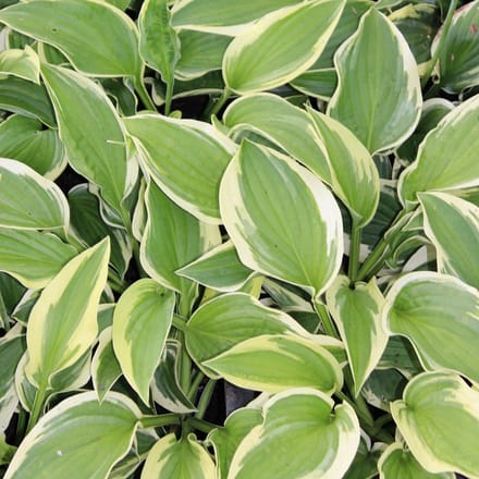 6x Hartlelie - Hosta ‘Wide Brim’ - Pot 9x9cm