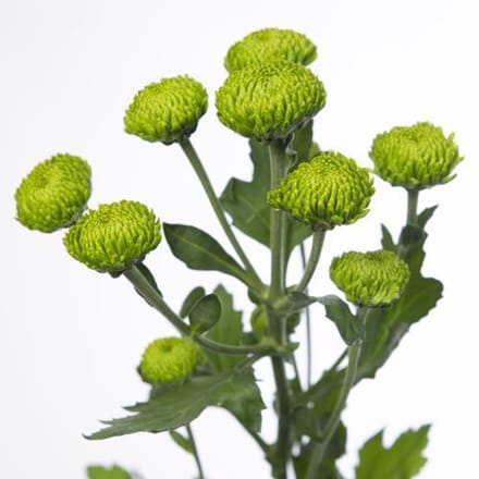 10x Chrysant deligreen 70cm