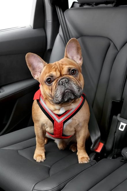 Verstelbare Honden Veiligheidsgordels voor in de Auto - Maat M