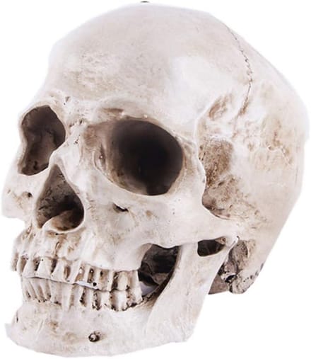 Anatomisch Schedelmodel Levensgroot Replica - Hoge Precisie Menselijk Hoofd Bot voor Educatie en Decoratie