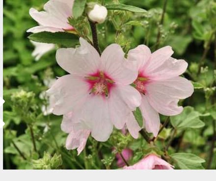 Lavatera 'Barnsley' - Malvastruik, Struikmalva 25 - 30 cm in pot