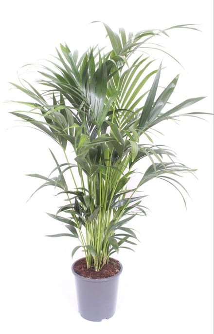 Howea forsteriana (Kentia) - Hoogte 170cm - Pot 27cm