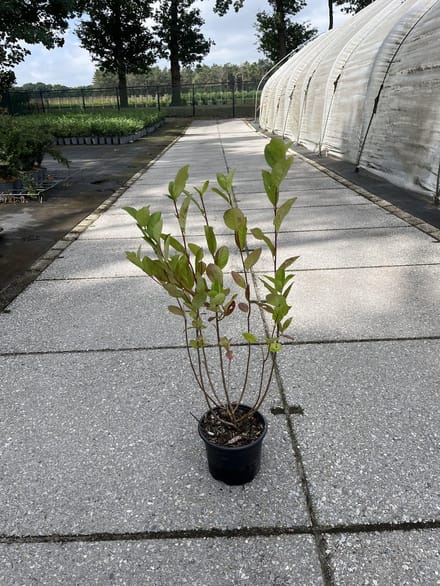 Zwarte appelbes 40-60 cm (in pot) - - Ø17 cm - - -