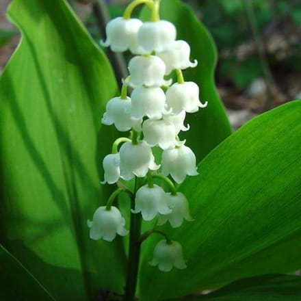 6 x Convallaria Majalis - Lelietje Der Dalen pot 9x9cm