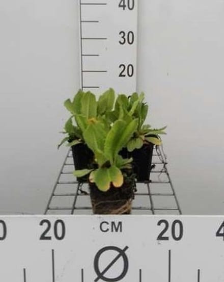 6x Kogelprimula - Primula dent. 'Rubin' | 9x9 cm pot