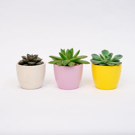 Plantenset van 3 met mini pot - Pastel Spring - Cactus mix - Ø 6 cm