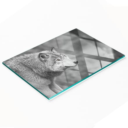 Multifunctioneel decoratief glazen bord met print van een grijze wolf, 80x52 cm