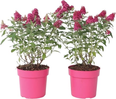 Plant in a Box - Buddleja Candy Little Ruby - Set van 2 - Buddleja davidii - Vlinderstruik Winterhard - Rode Bloemen - Pot 19cm - Hoogte 30-40cm
