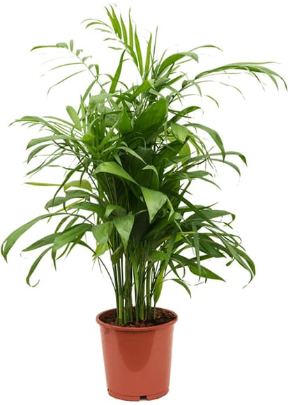 JUNAVERA Chamaedorea elegans terrariumplant en kamerplant | 9 cm pot | 28 cm hoog