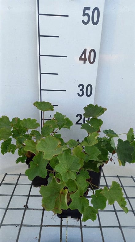 6x Vrouwenmantel - Alchemilla epipsila | pot 9 x 9 cm