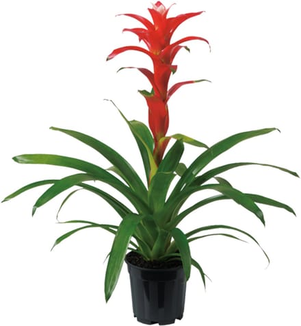 JUNAVERA Guzmania Techno | In 12 cm pot