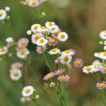 Erigeron karvinskianus | 1 stuk | Roze | bijen bloem