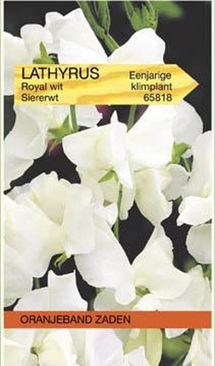 Lathyrus, Reuk- of siererwt Royal, wit