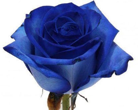Blauwe Roos