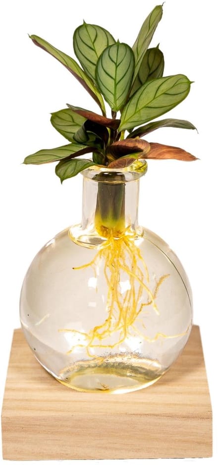 Hello Plants Calathea in Samoa glas met LED verlichting - Ø 12 cm - Hoogte: 10 cm