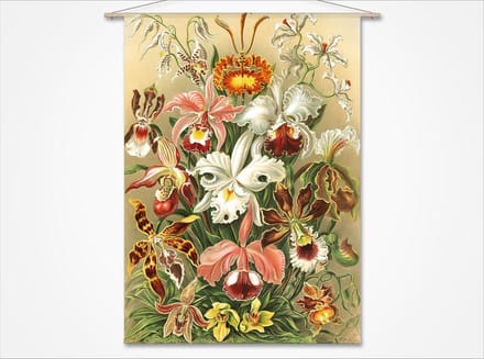 Wandkleed Orchideeën - botanische prent van Ernst Haeckel