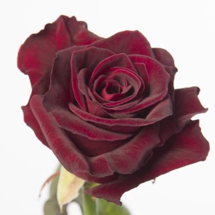 25x Rosa black baccara 50cm