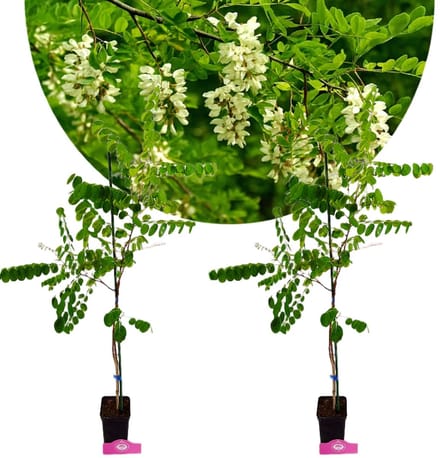 Set van 2 Robinia pseudoacacia, witte Acacia - Hoogte 80-100cm, 2 Liter pot