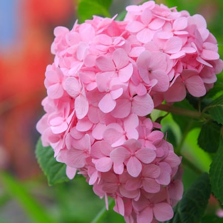 Boerenhortensia - Hydrangea macrophylla 'Bouquet Rose' 25-30 cm