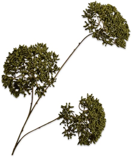 Silk-ka - Kunstbloem - trachelium - groen - H85 cm