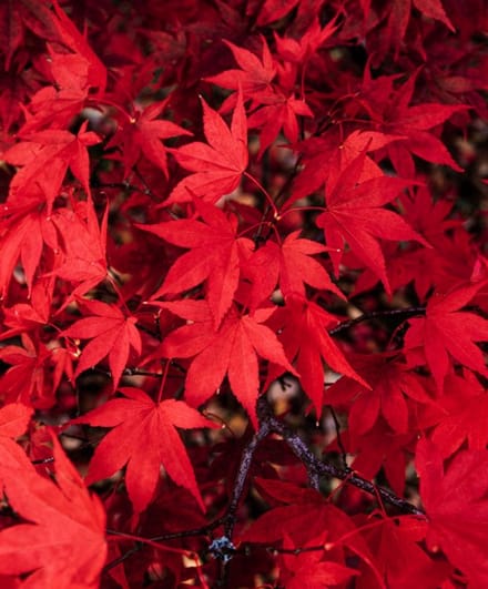 Arbustes de haie - Un ensemble 1 - Acer palmatum - (7L) 80-100 cm