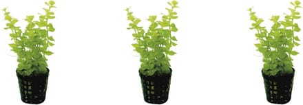 Levende aquariumplant - lysimachia nummuralia - 5 cm pot per 3 stuks