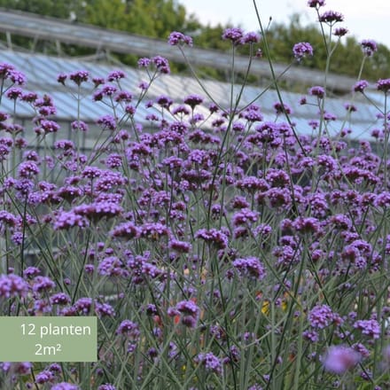 Verbena Bonariensis – Set van 12 - IJzerhard - Pot P9 - Paarse Bloem