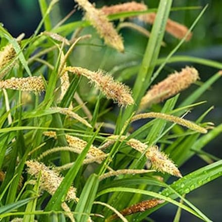 Moerings Carex Pendula | Hangende Zegge | In 9CM pot