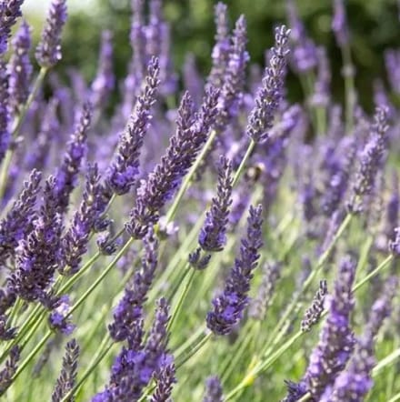 6 x Lavandula Intermedia 'Grosso' - Lavendel Pot 9x9 cm - Grote Paarse Bloemen
