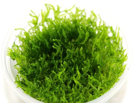 Peacock Moss - Cup 80 cc - Aquarium mos - Aquariumplant - Aquarium decoratie - Moerings