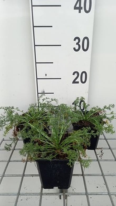 6x Marokkaanse kamille - Anacyclus depressus 'Gnom' | 9x9 cm pot