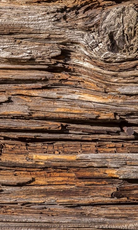 Fotobehang - Tree Bark 150x250cm - Vliesbehang