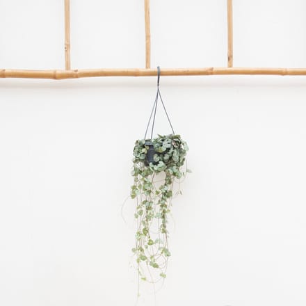 Hangplant Ceropegia Linearis 'Woodii' - 30cm