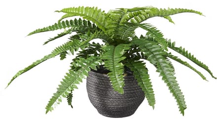 Kunstplant Nephrolepis H35cm in mand zwart – HTT Decorations kunstplanten