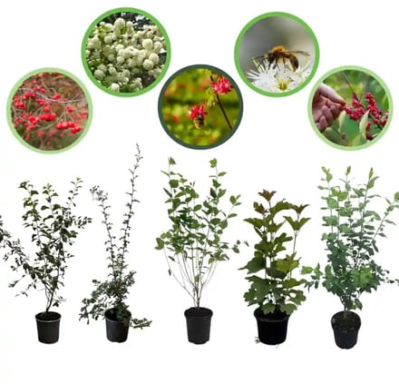 Bijenhaag pakket in pot 40-60 cm