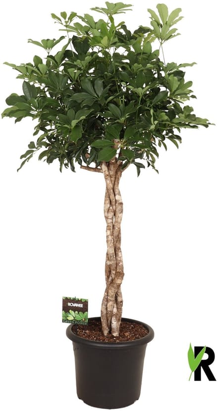 Schefflera Arboricola Compacta melted braid 170 cm – Kamerplant – Vers Van De Kweker – Potmaat Ø40 cm