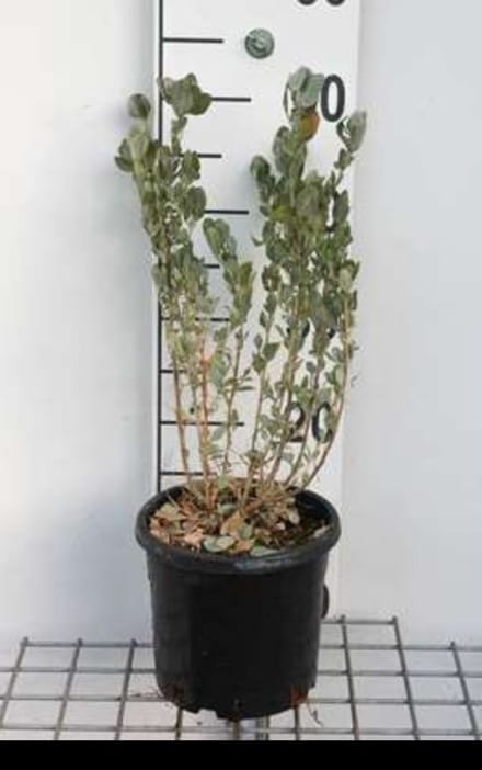 2 x Atriplex halimus - Tuinmelde 30- 40 cm in pot