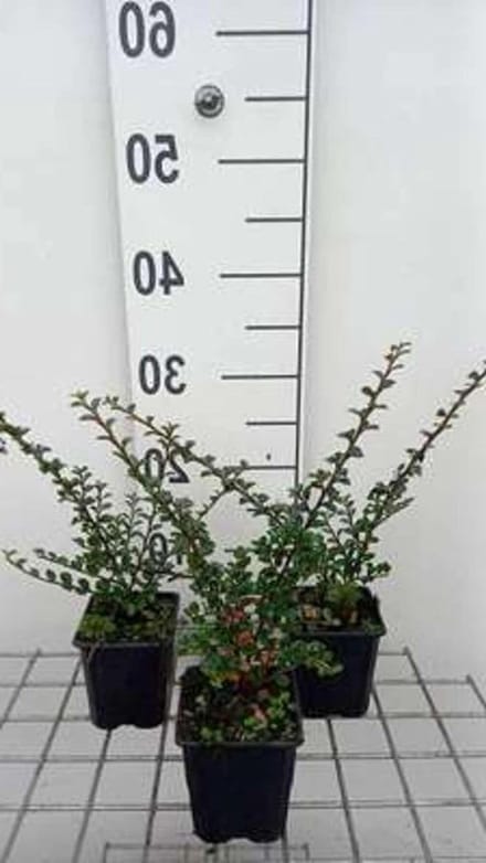 Dwergmispel Struiken - Cotoneaster Mispel - Tuin Decoratie - Horizontale Groeiwijze - 12 stuks 9x9 cm - Groen Rood