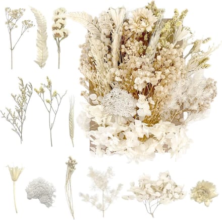 Drog bloemen voor DIY kunstprojecten, hars, scrapbooking, sieraden en decoratie in puur wit