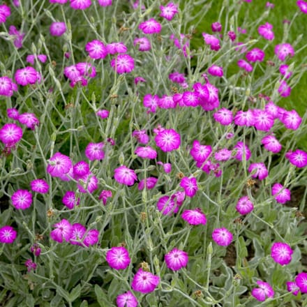 Lychnis coronaria - Prikneus - Vaste planten - bloeit in Mei / Juni / Juli