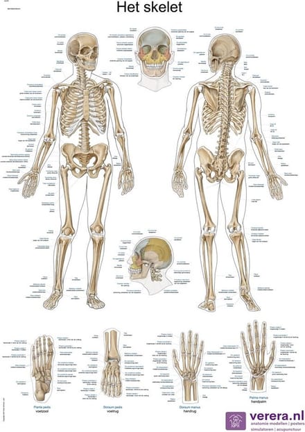Anatomie poster skelet (Nederlands/Latijn, papier, 50x70 cm)
