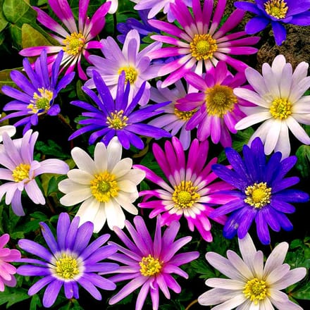 Anemonen Bloembollen - Blanda - 50 stuks - Meerkleurig - Bloem bollen - Meerjarig Mix