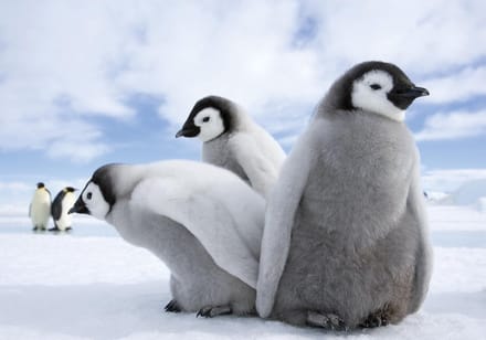 Penguins Photo Wallcovering