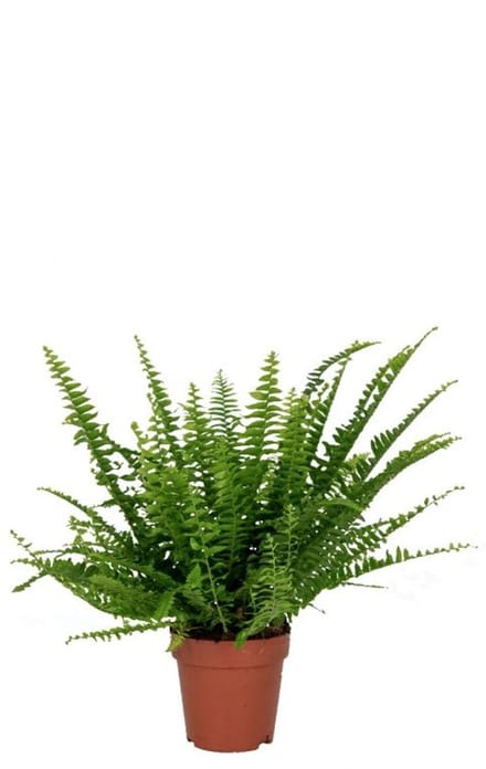 JUNAVERA Nephrolepis Green Lady | In 12 cm pot